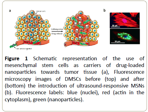 stemcells-Schematic-representation