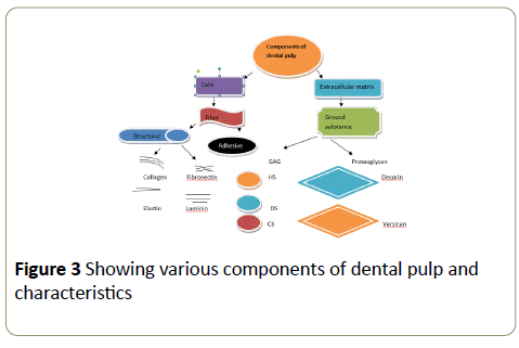 stemcells-dental-pulp