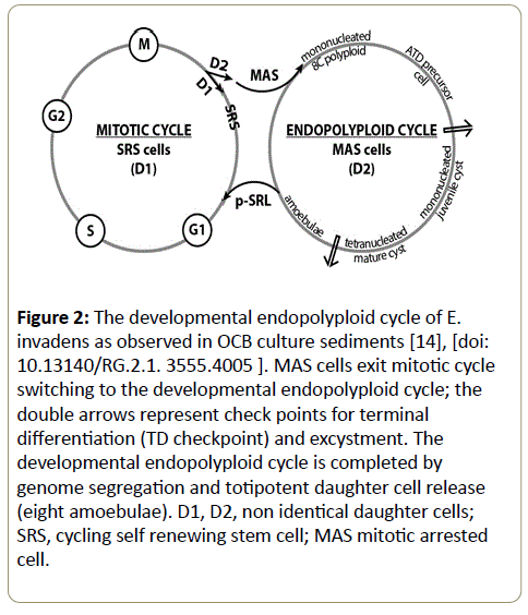 stemcells-developmental-endopolyploid