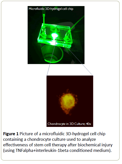 stemcells-hydrogel-cell-chip