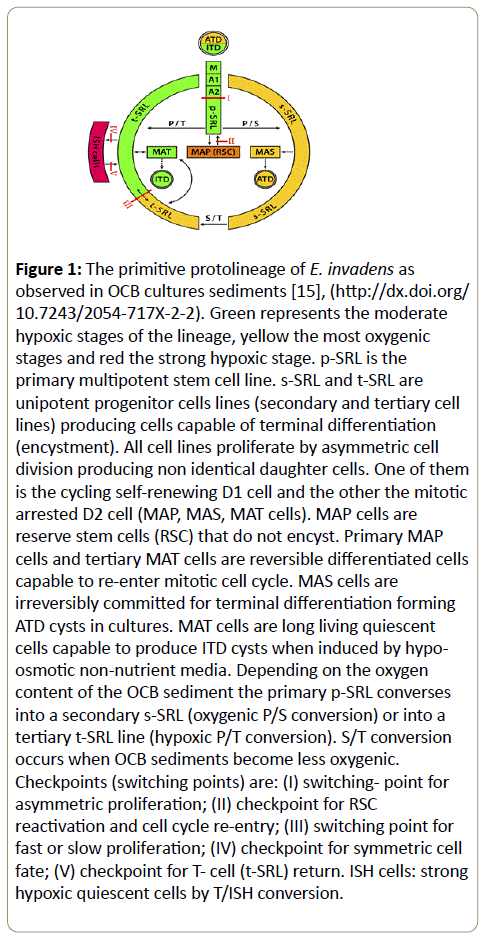 stemcells-primitive-protolineage