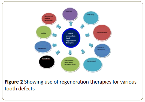 stemcells-regeneration-therapies