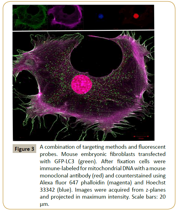 stemcells-targeting-methods