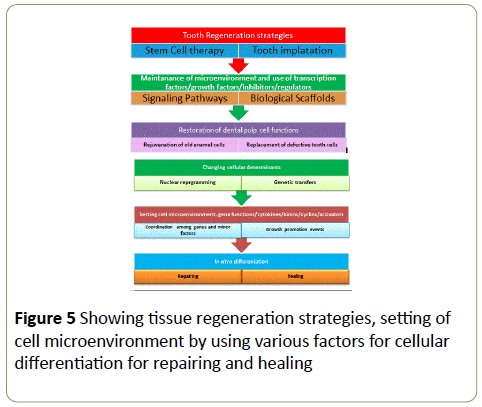 stemcells-tissue-regeneration