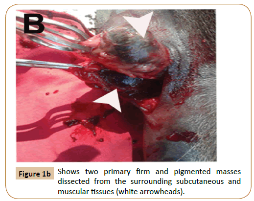 veterinary-medicine-and-surgery-pigmented-masses-dissected