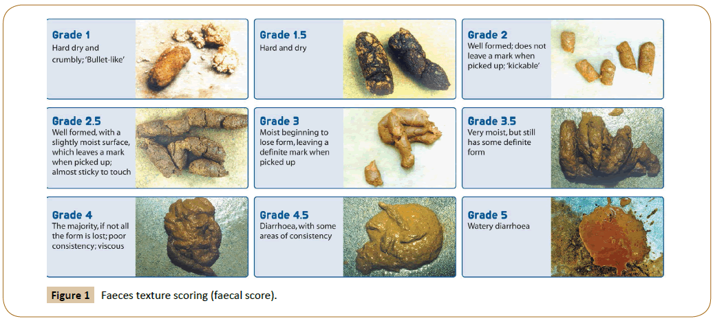 veterinary-medicine-surgery-Faeces-texture-scoring