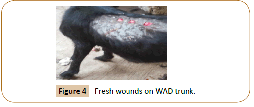 veterinary-medicine-surgery-Fresh-wounds-WAD-trunk