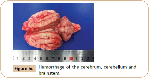 veterinary-medicine-surgery-Hemorrhage-cerebrum-cerebellum-brainstem