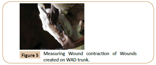 veterinary-medicine-surgery-Measuring-Wound-contraction