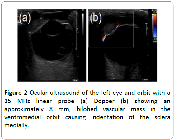 veterinary-medicine-surgery-Ocular-ultrasound