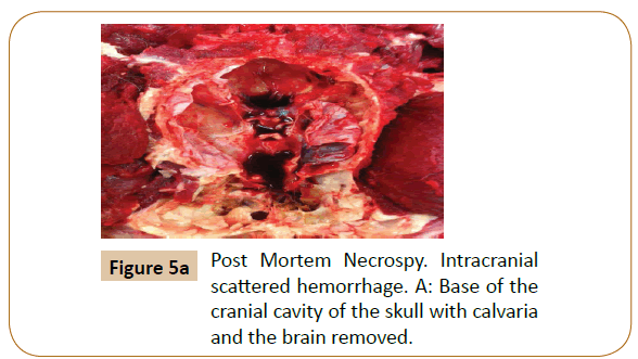 veterinary-medicine-surgery-Post-Mortem-Necrospy