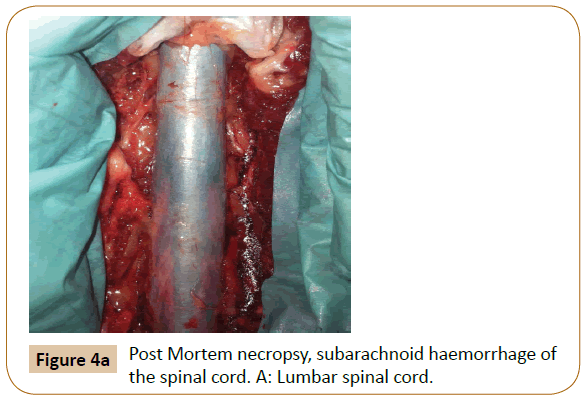 veterinary-medicine-surgery-Post-Mortem-necropsy