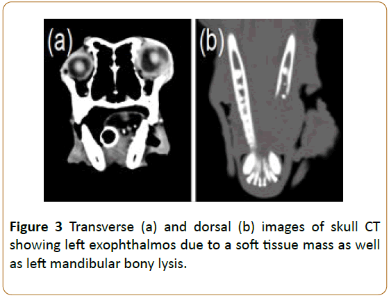 veterinary-medicine-surgery-Transverse