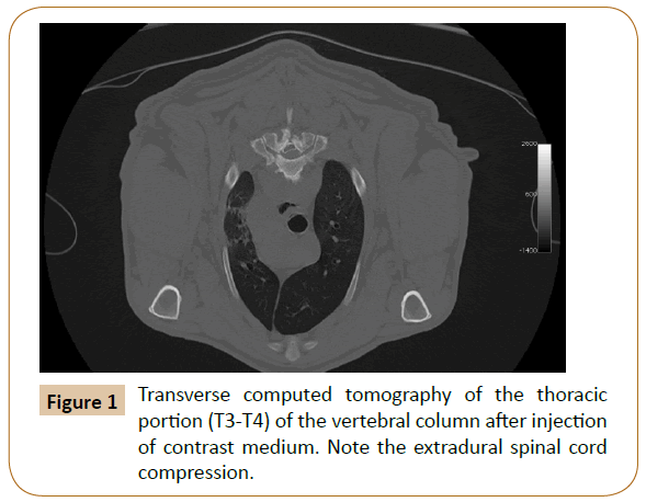 veterinary-medicine-surgery-Transverse-computed-tomography