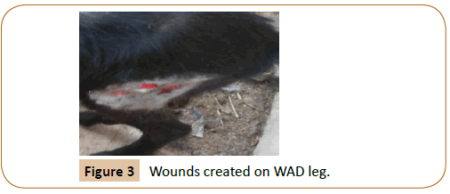 veterinary-medicine-surgery-Wounds-created-WAD-leg