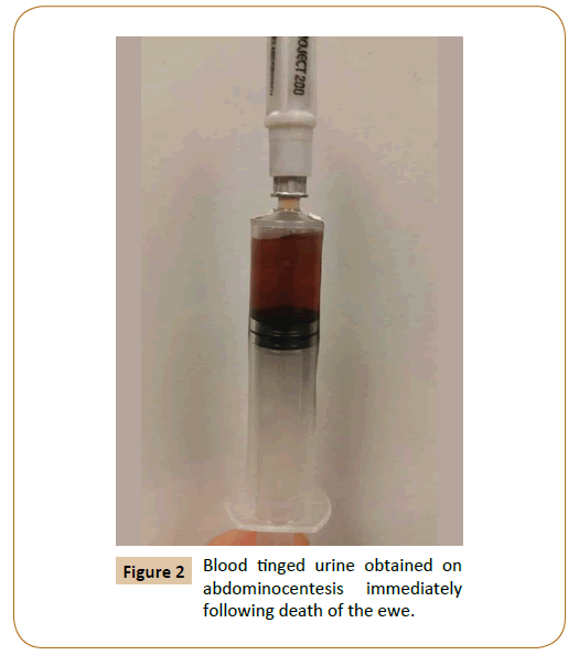 veterinary-medicine-surgery-abdominocentesis