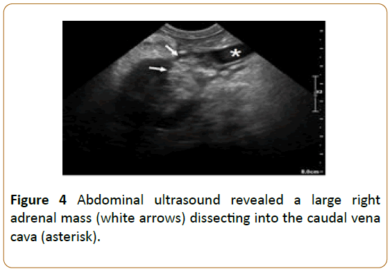 veterinary-medicine-surgery-adrenal-mass