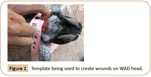 veterinary-medicine-surgery-create-wounds-WAD-head