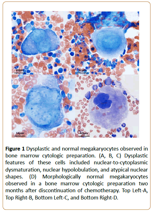 veterinary-medicine-surgery-dysplastic-