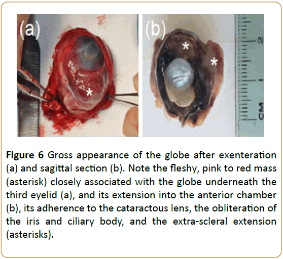 veterinary-medicine-surgery-exenteration