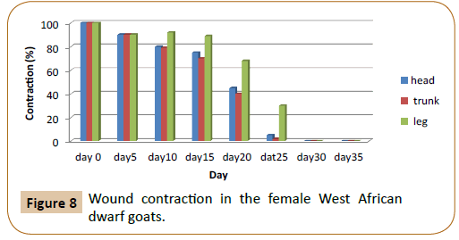 veterinary-medicine-surgery-female-West-African-dwarf-goats