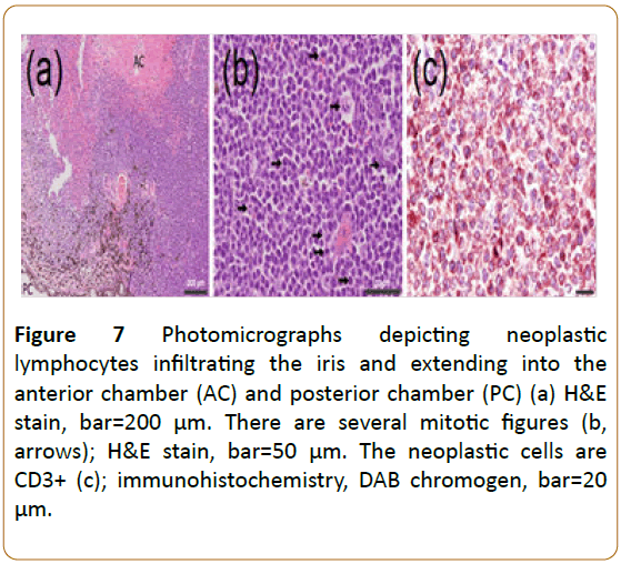 veterinary-medicine-surgery-immunohistochemistry