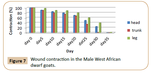veterinary-medicine-surgery-male-West-African-dwarf-goats