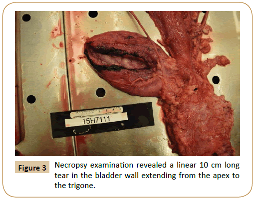 veterinary-medicine-surgery-necropsy