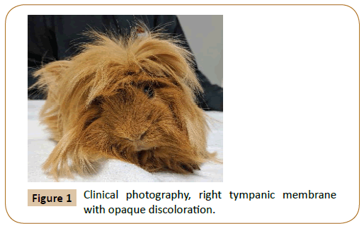 veterinary-medicined-surgery-tympanic