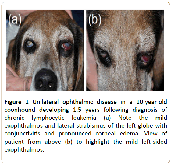 veterinary-medicine-surgery-ophthalmic-disease