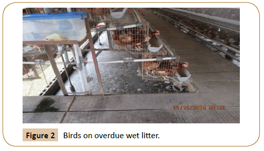 veterinary-medicined-surgery-Birds-overdue-wet-litter