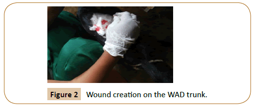 veterinary-medicined-surgery-Wound-creation-WAD-trunk