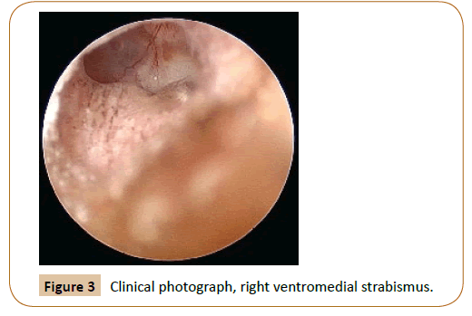 veterinary-medicined-surgery-photograph