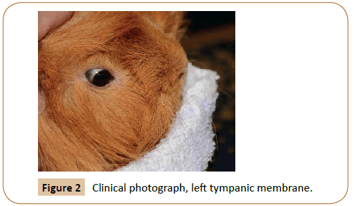 veterinary-medicined-surgery-tympanic